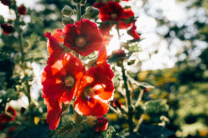 Mallow flowers in the back light Mallow flowers in the back light